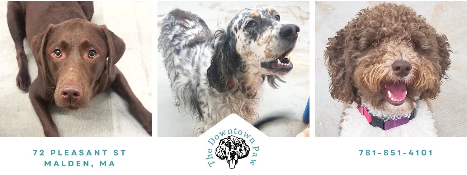 The Downtown Paw Dog Daycare & Grooming Malden, Massachusetts